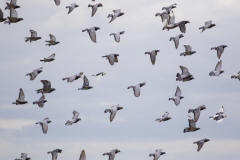 bandada de palomas volando 