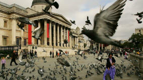 bandada de palomas en la National galery de Londres