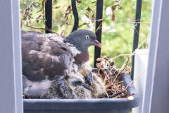 palomas nido en balcón